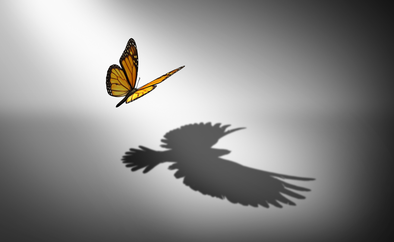 Butterfly, with a bird's shadow